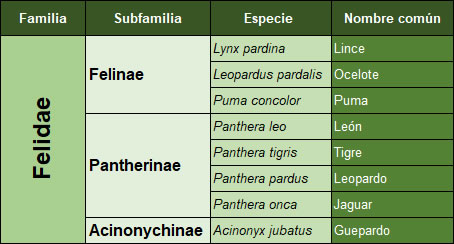 Clasificación de los felinos